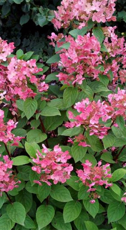 Саженец гортензии метельчатой Эрли Сенсейшн (Early Sensation) в конт. Р9 (ДР)