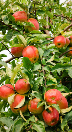 Саженец яблони Лигол, ОКС (Б)