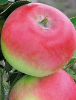 Саженец яблони Женева, ОКС (Б)