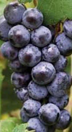 Саженец винограда Марс в контейнере (2 года) (П)