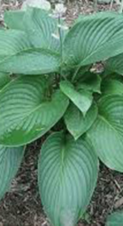 Хоста гибридная Кингсайз (Kingsize) ОКС, в цветной упаковке (ЗГ)