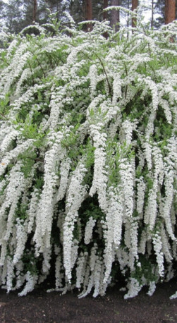 Саженец спиреи японской GREFSHEIM в конт. Р9 (ЗГ)