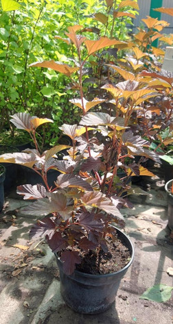 Саженец пузыреплодника калинолистного Andre (Андре) в конт. Р9 (ЗГ)