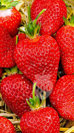 Рассада земляники садовой Альба в конт. Р9 (Клубника) (ЗГ)