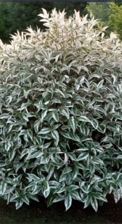 Саженец Дерен белый SIBIRICA в конт. Р9 (ЗГ)