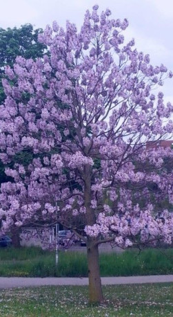 Саженец Павловния Пао Тонг Z07 в конт. Р9 (ПЦ)