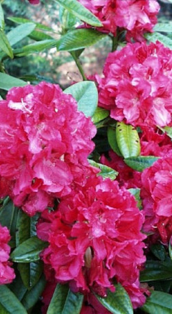 Саженец рододендрона вечнозеленого Марианна фон Вайцзеккер в конт. Р9 (ПЦ)