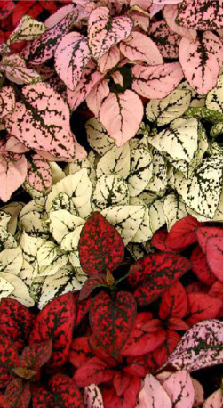 Растение Гипоэстес в конт. D10.5 (НП)