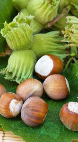 Саженец фундука Барселонский в конт. С2 (СП)