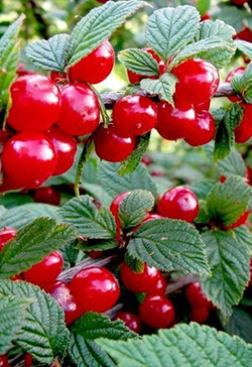 Саженец вишни войлочной Сказка в конт. Р9 (СП)