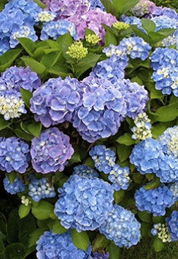 Саженец гортензии крупнолистной Бесконечное лето (Endless Summer) конт. Р9 (СП)