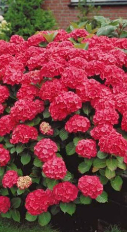 Саженец гортензии крупнолистной Эве Ред в конт. Р9 (СП)