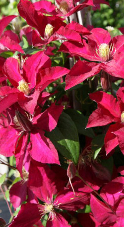 Саженец клематиса ALITA Evipo070 GARLAND в конт. Р12 (ЗГ)