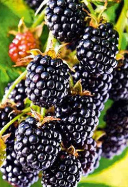 Саженец ежевики бесшипной Честер в конт. Р9 (ПЦ)