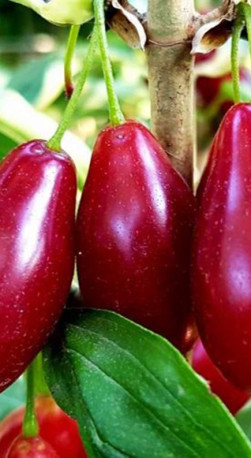 Саженец кизила Владимирский в конт. С2 (СП)