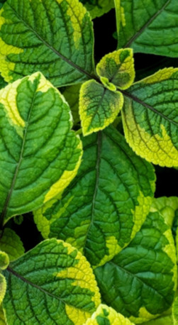 Рассада Плектрантус в конт. P9 (ЗГ)