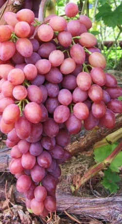 Саженец винограда Мускат розовый в конт. Р9 (ЗГ)