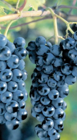 Саженец винограда Маркетт в контейнере, 2 года (П)