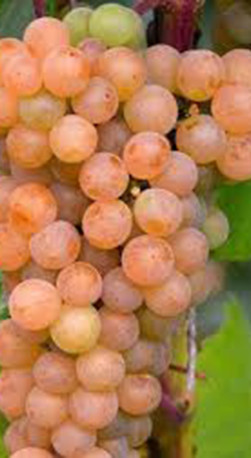 Саженец винограда Янтарь в контейнере, 2 года (П)