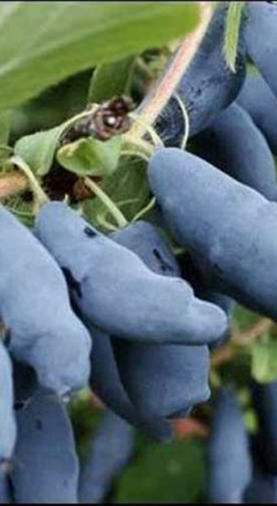 Саженец жимолости Синий шарик, 2 года, ОКС (П)