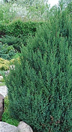 Саженец можжевельника китайского 'Стрикта' - Juniperus chinensis Stricta в конт. Р9 (Т)