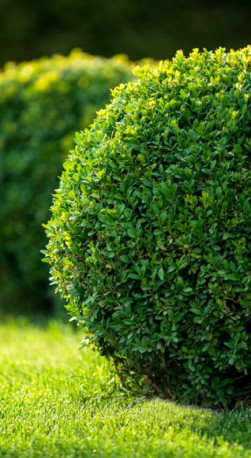 Саженец самшита вечнозелёного Buxus sempervirens в конт. Р9 (Т)