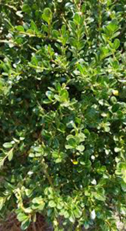 Саженец падуба городчатого 'Конвекса' - Ilex crenata 'Convexa' в конт. С3 (Т)