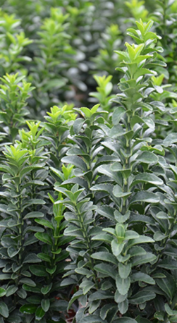 Саженец бересклета японского Жан Хьюз - Euonymus jap. Jean Hugues в конт. С3 (Т)