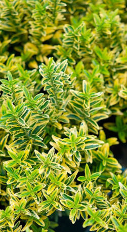 Саженец бересклета японского 'Микрофиллус Аревуар - 'Euonymus jap. 'Microphyl. Aureovar' в конт.С3
