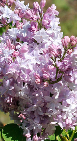 Саженец сирени обыкновенной Надежда Syringa v. Nadezhda в конт.С3