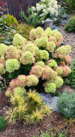 Саженец гортензии метельчатой Би Грин (Bee Green) в конт. Р9 (ДР)