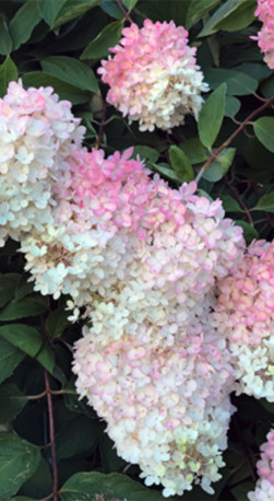 Саженец гортензии метельчатой Грандифлора (Grandiflora) в конт. Р9 (ДР)