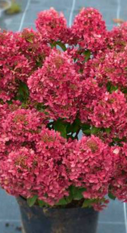 Саженец гортензии метельчатой Петит Черри (Petite Cherry) в конт. Р9 (ДР)