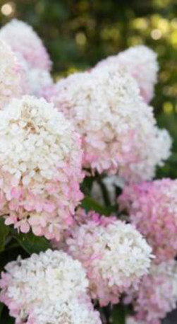 Саженец гортензии метельчатой Рассбери Пинк в конт. Р9 (ДР)