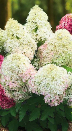 Саженец гортензии метельчатой Роял Флауэр в конт. Р9 (ДР)