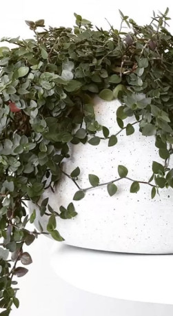 Рассада Каллизия P9 (ЗГ)