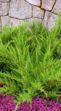 Саженец можжевельника среднего Mint Julep (Минт Джулеп) в конт. С2,5 (ЗГ)