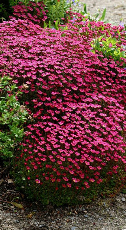 Растение Камнеломка в конт. D10 (ЛФ)