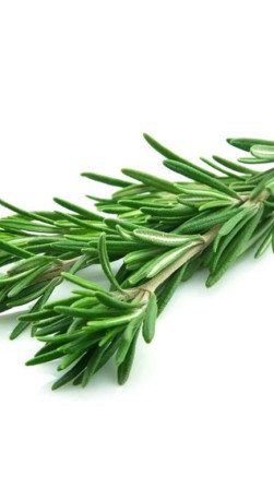 Растение Розмарин в конт. D10 (ЛФ)