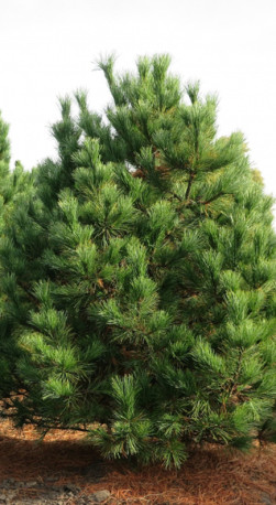 Саженец сосны Румелийская в конт. С5 (НС)