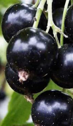 Саженец смородины черной Ядреная в конт. С2 (НС)