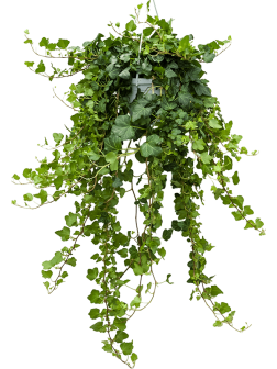 Растение Плющ в подвесном кашпо D19 (ЗГ)