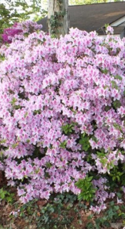 Саженец дейции Пинк Пом-Пом (Pink Pom-Pom) в конт. С3 (Т)