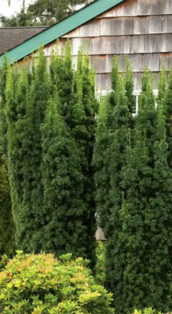 Саженец тиса ягодного Хикси (Taxus media Hicksii) в конт. С3 (Т)