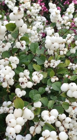 Саженец снежноягодника белого (Symphoricarpos albus) в конт. С3 (Т)