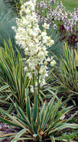 Саженец Юкка Брайт Едж (Вариегата) (Yucca filamentosa Bright Edge) в конт. С3 (Т)