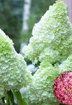 Саженец гортензии метельчатой Пандалус конт. С2 (ЗГ)