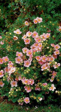 Саженец Лапчатка кустарниковая Блинк Potentilla f. 'Blink (Pink Queen/Prencess) в конт.Р9 (Т)