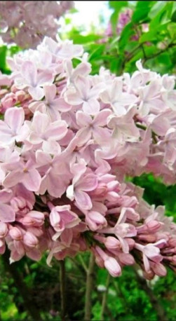 Саженец сирени Тишина в конт. С2 (НС)