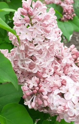 Саженец сирени Вечерний звон в конт. С2 (НС)